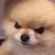 으르릉