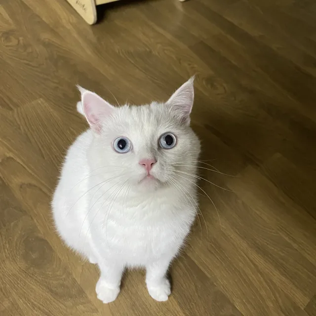 흰구름