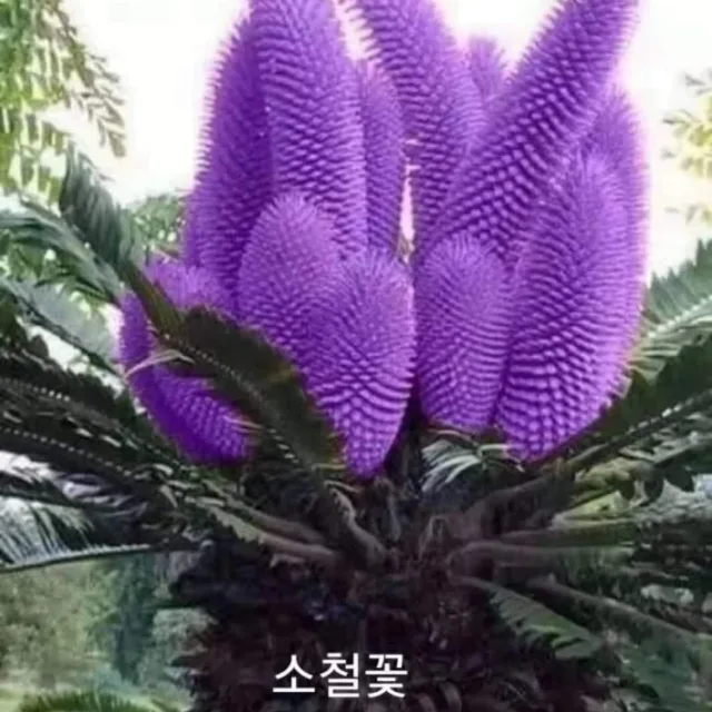 호랑이