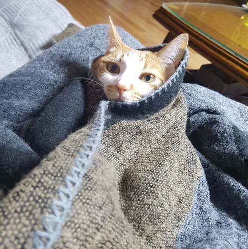 청이