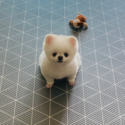 헤퐁
