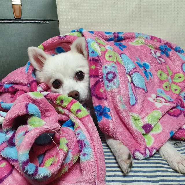 롤롤