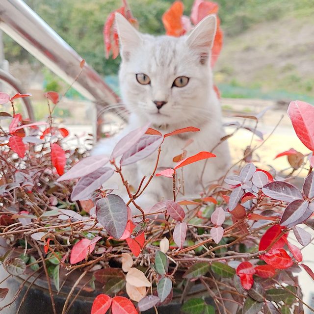 화이트로즈
