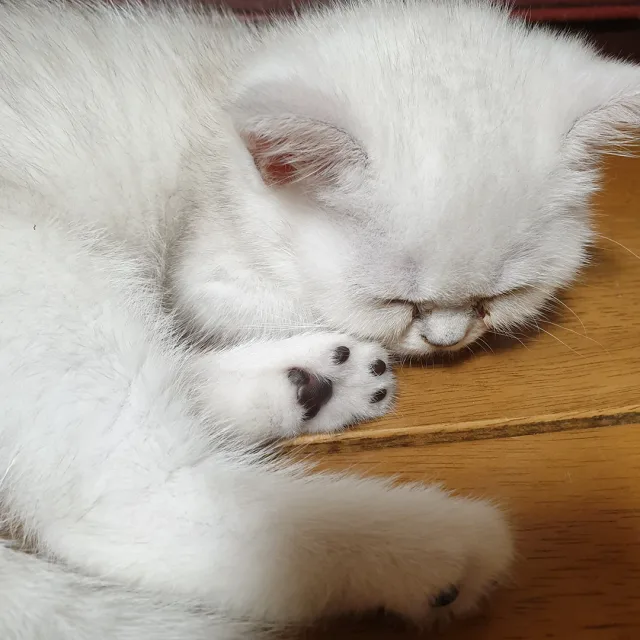 조아조아요