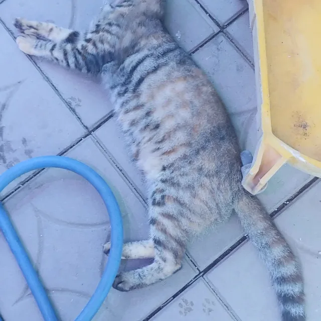 똥고냥이