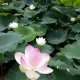 천일홍