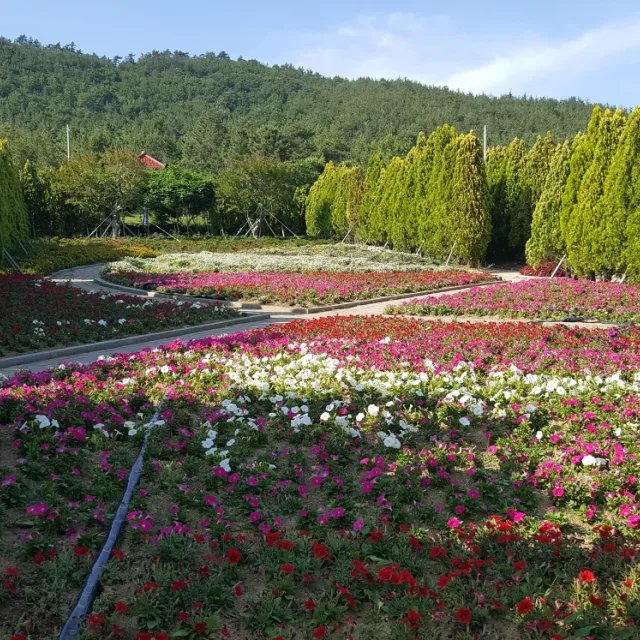 파라오