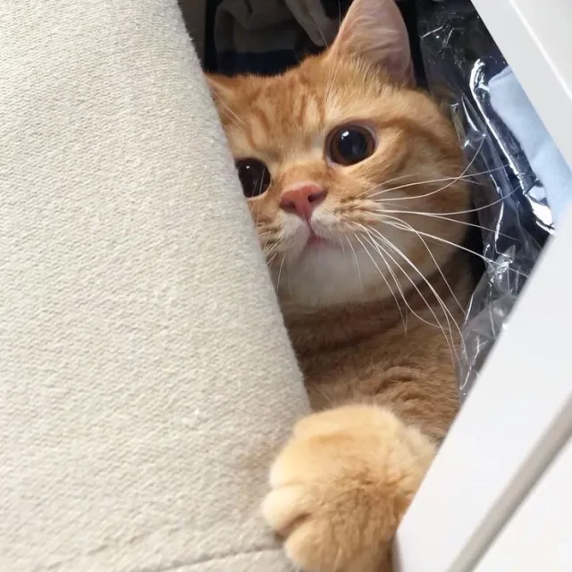 뚜니