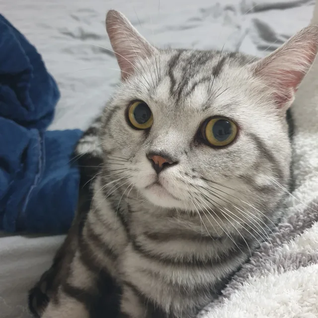 뾰로롱이