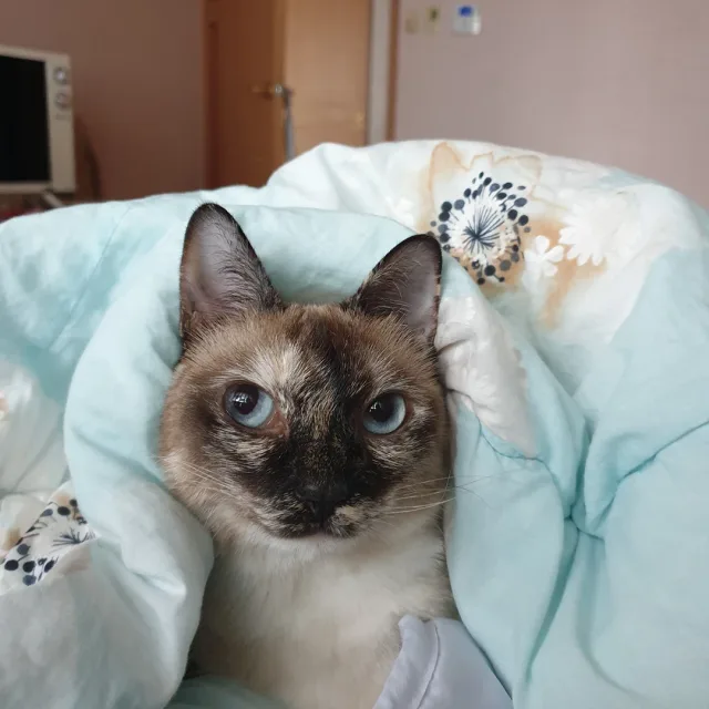 루까