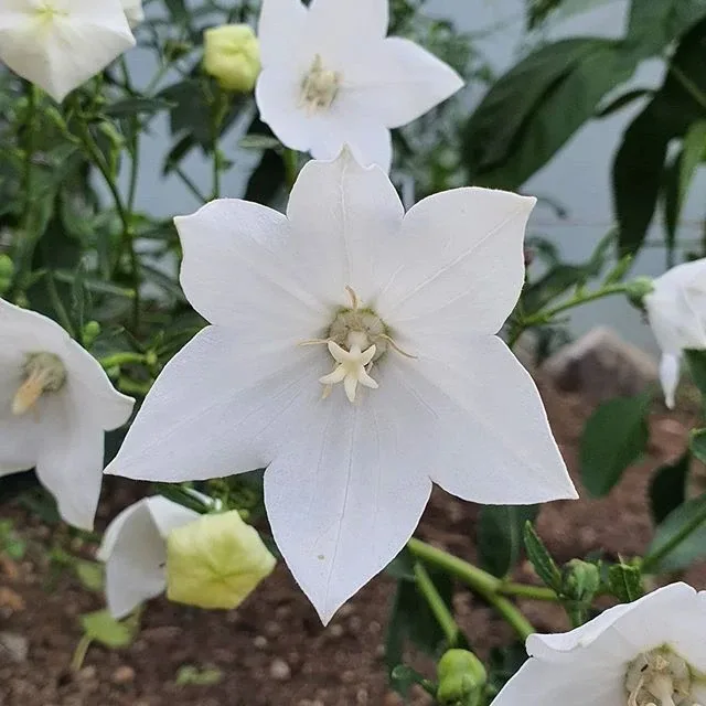 샛별님