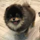 샘나