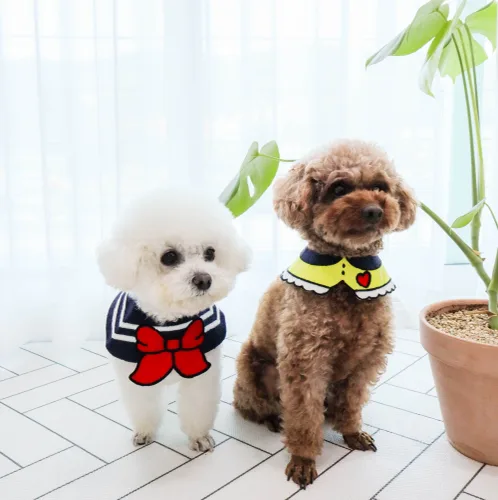 카몽카몽