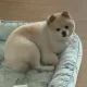 몽이