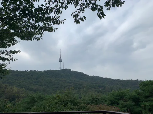 남산소나무