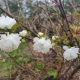 공주
