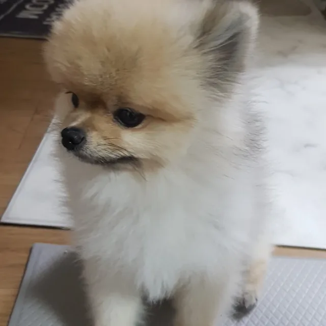 혀기