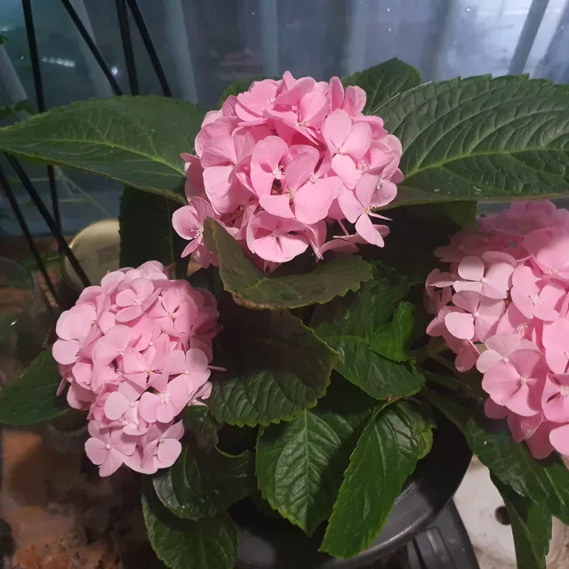 LST0307