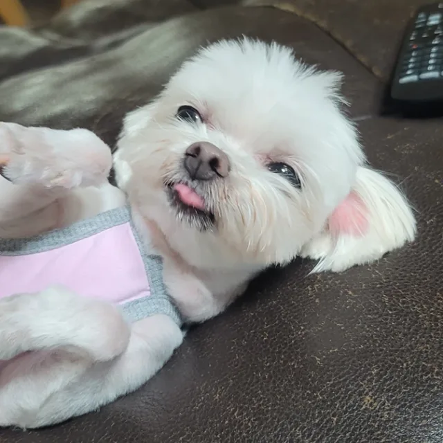 감사