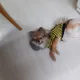 임큐티