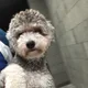 비바