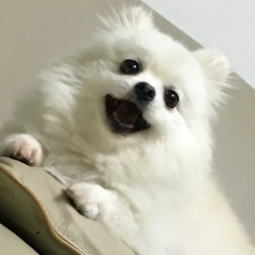 공곰