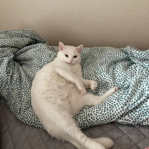 찡찡