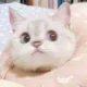 고양이는커엽다