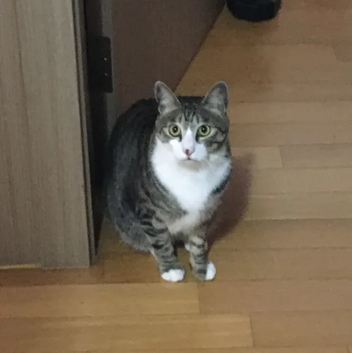 조꼬무