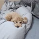 상호