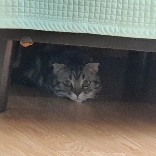 막가이버