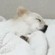 마루이