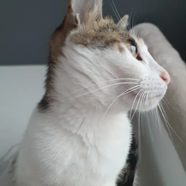 모리