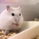 애플크런치