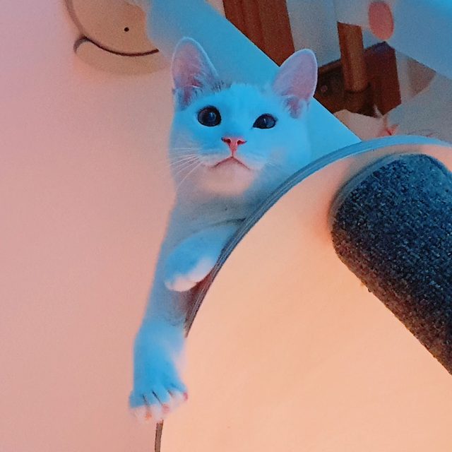 삐야기