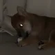 고덕