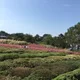 조조