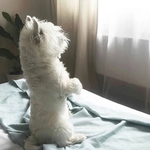 양천구왈와리
