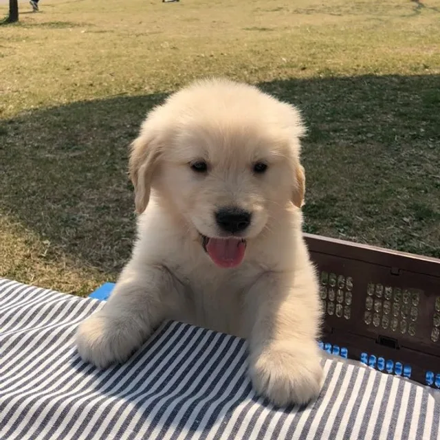 헬로당근당근