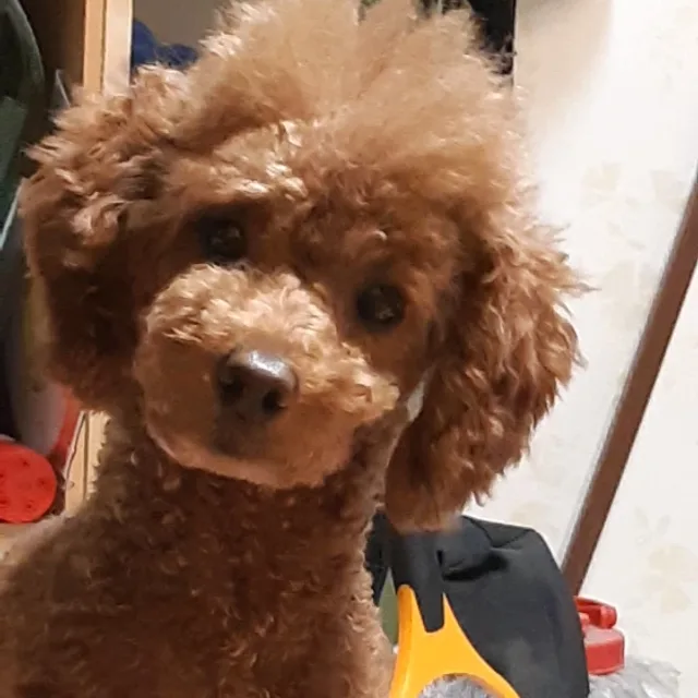 현무