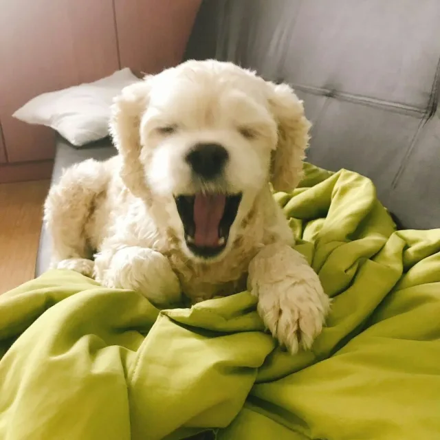 매일해피