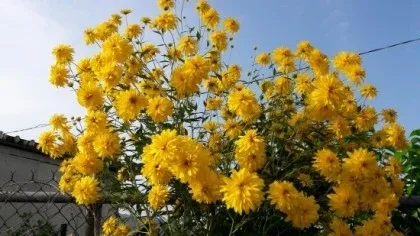 랑복