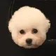 솜이