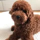 초코링