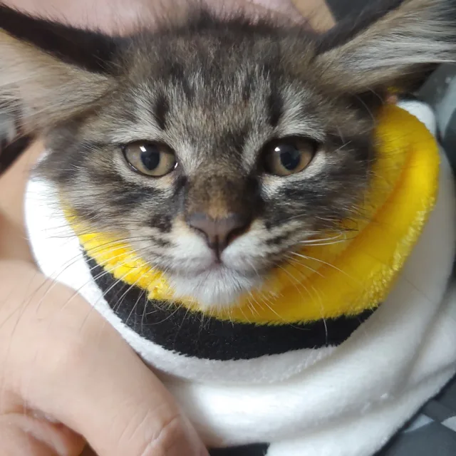 미취환장블루