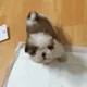 초롱이는시츄츄