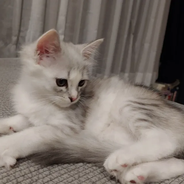지뉴이