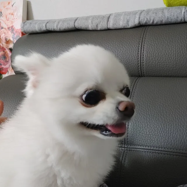 엥제가용