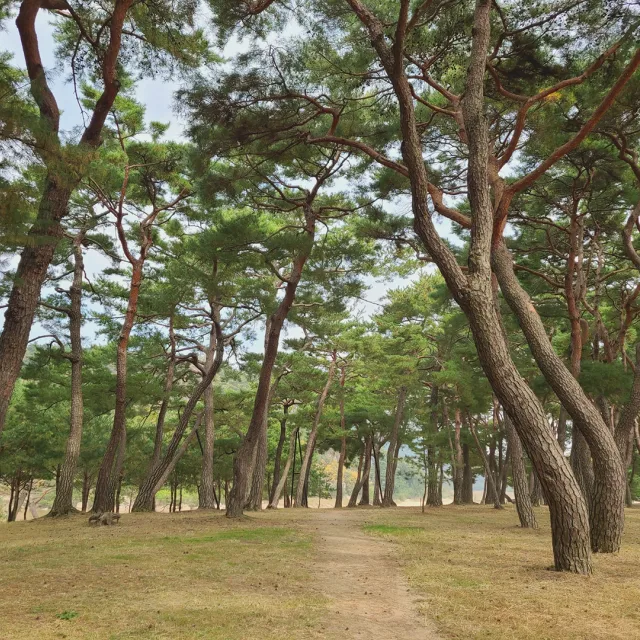 유가꼬마