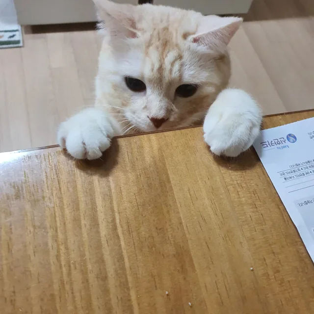 답장하는모모